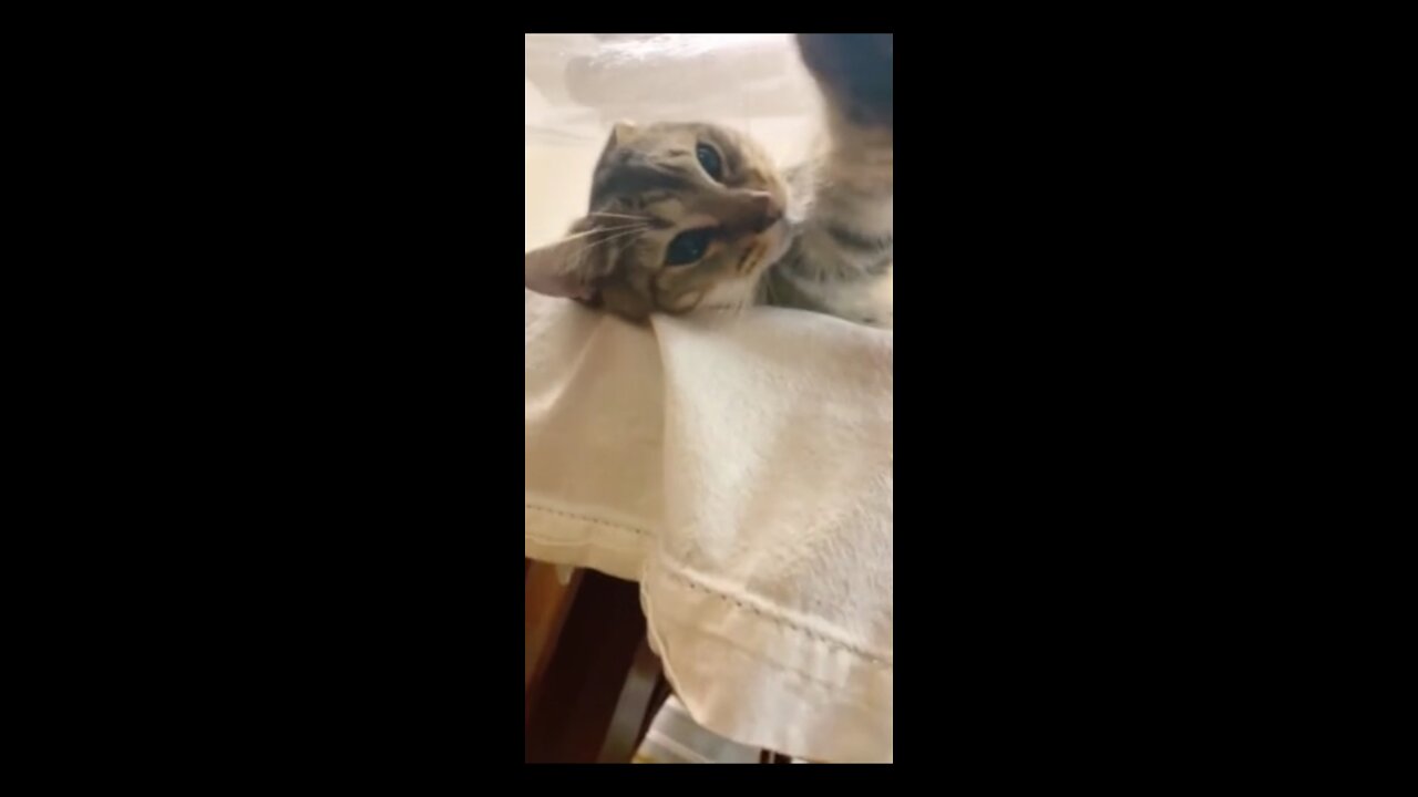 Cat finds the best place to take a nap
