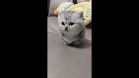 cute cat