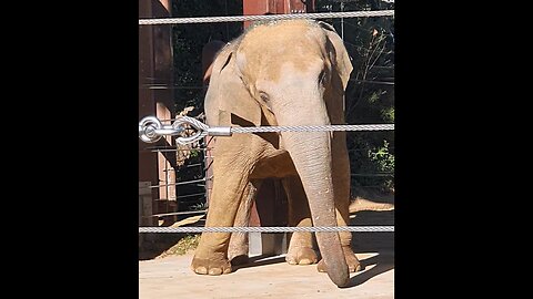 A elephant at Ueno Zoo in Japan is joyfully dancing