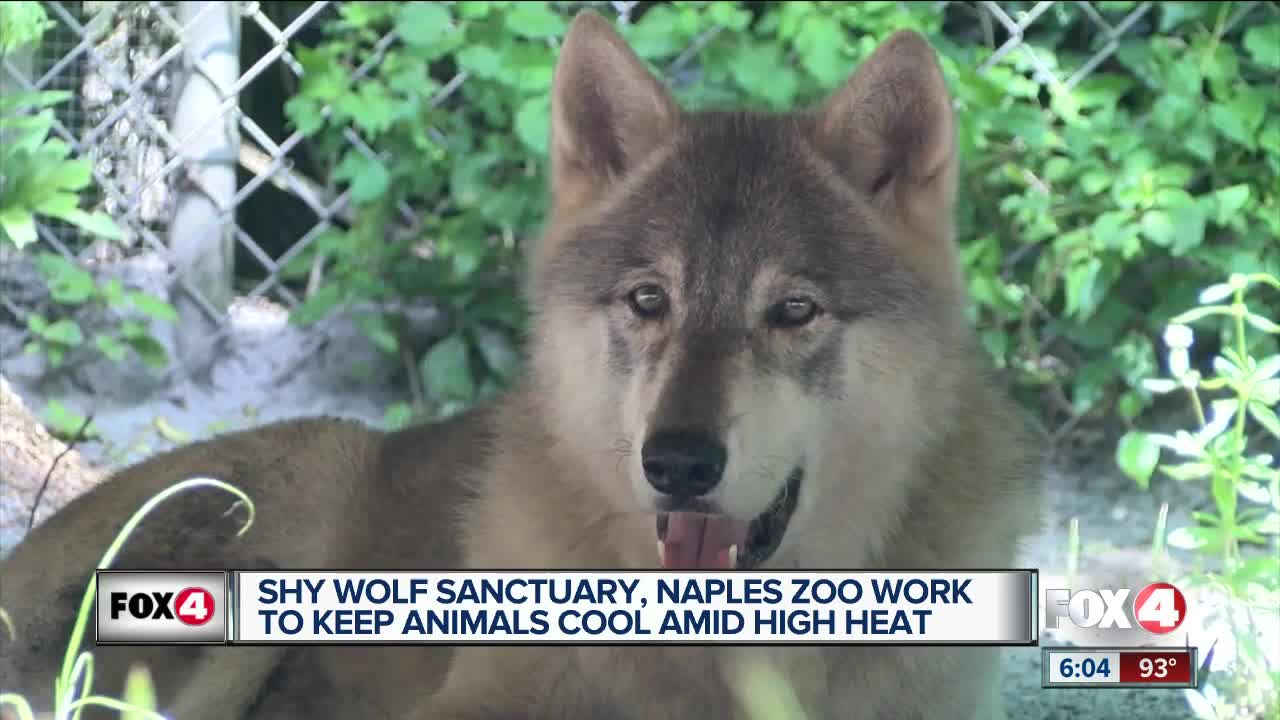 Wolf sanctuary helps animals beat the heat during scorching first day of summer