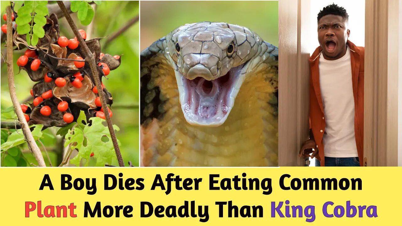 A Five-Year Boy Dies After Eating Common Plant More Deadly Than King Cobra