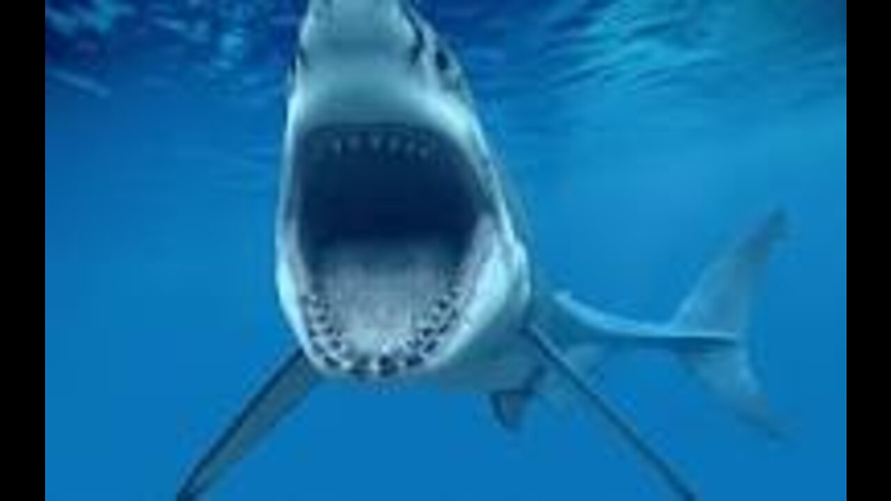 Shark out of the sea