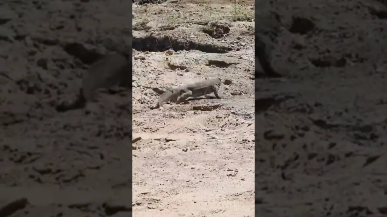 Watch A hungry monitor lizard attempts to raid the nest of a breeding pair of kingfishers #shorts