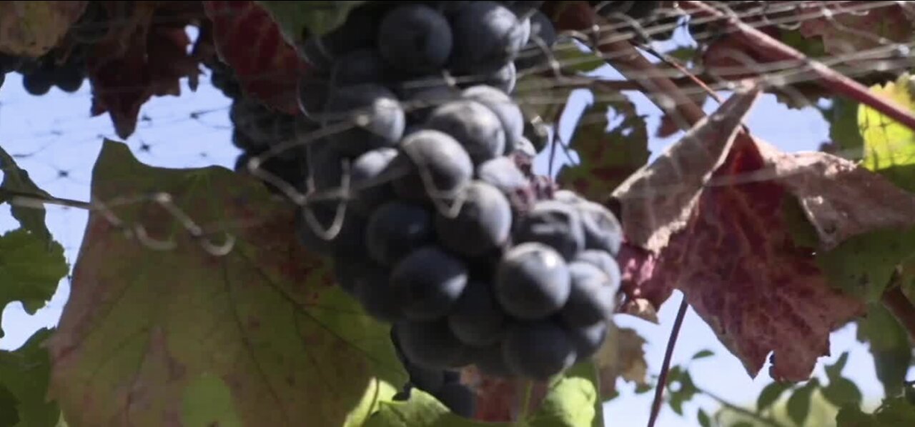 Wildfire smoke could impact wine taste