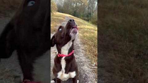 HersheyTime | AYO! Daeni #shorts #best #pets