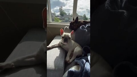 Ultimate Baby Dogs Cute and Funny Dog Videos Compilation #Shorts
