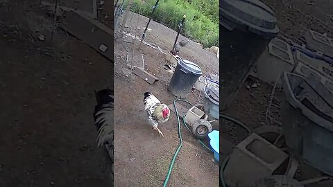 Farm Cam. Rooster watch