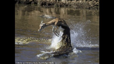 Gazelle run straight into a float of crocodiles