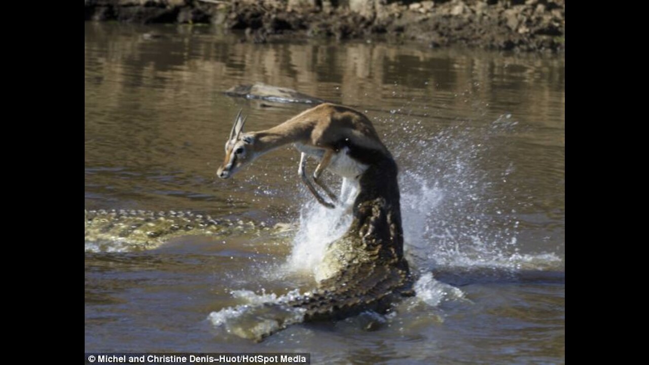 Gazelle run straight into a float of crocodiles