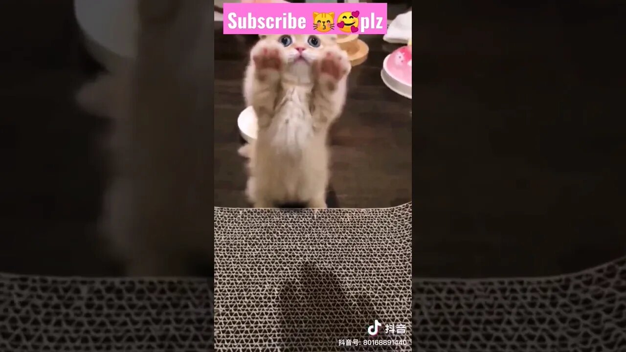 omg so cute cat! in home || 🥰😽|| #shortsfeed #youtubepets #catvideos