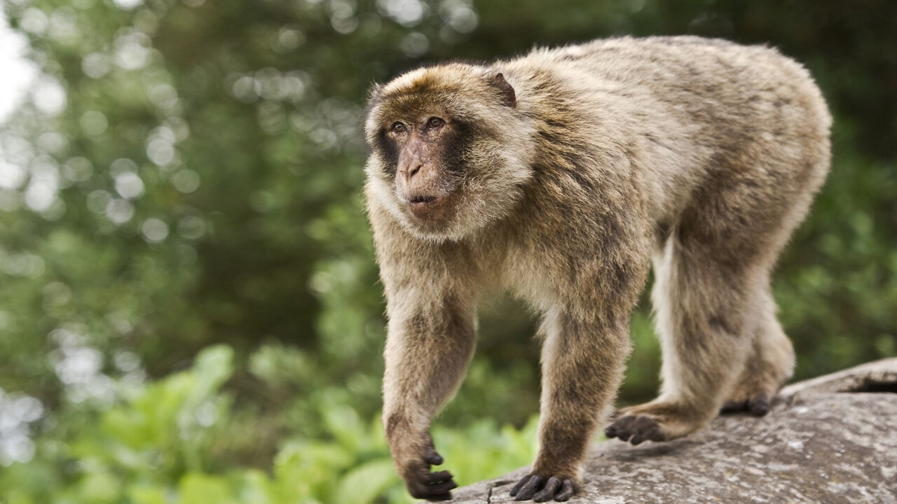 Monkey Eating Bread