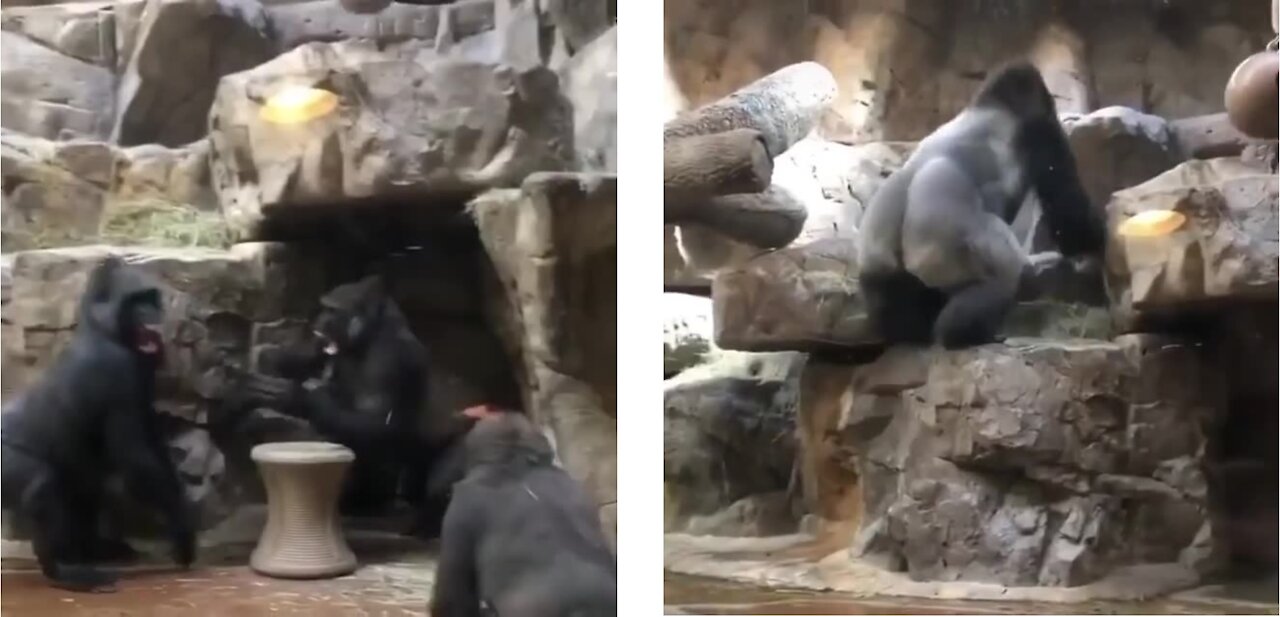 Alfa male gorilla breaks up fight between youngster