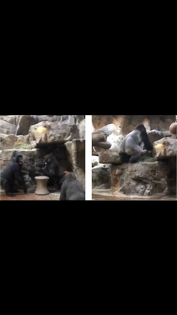 Alfa male gorilla breaks up fight between youngster