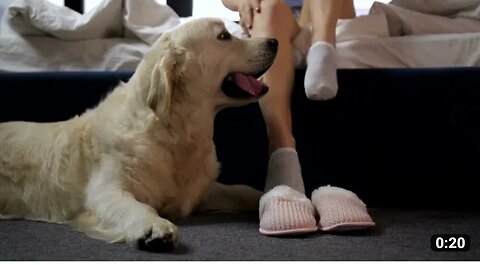 Pet dogs waiting for bad