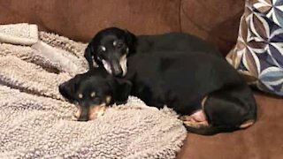 Deaf dog slow off his feet to eat!