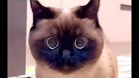 YOU SILLY LITTLE PUDDY CAT 🐈