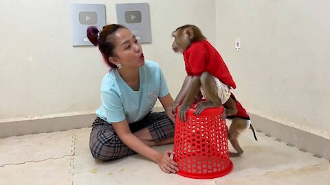 Smart monkey is lovely#2