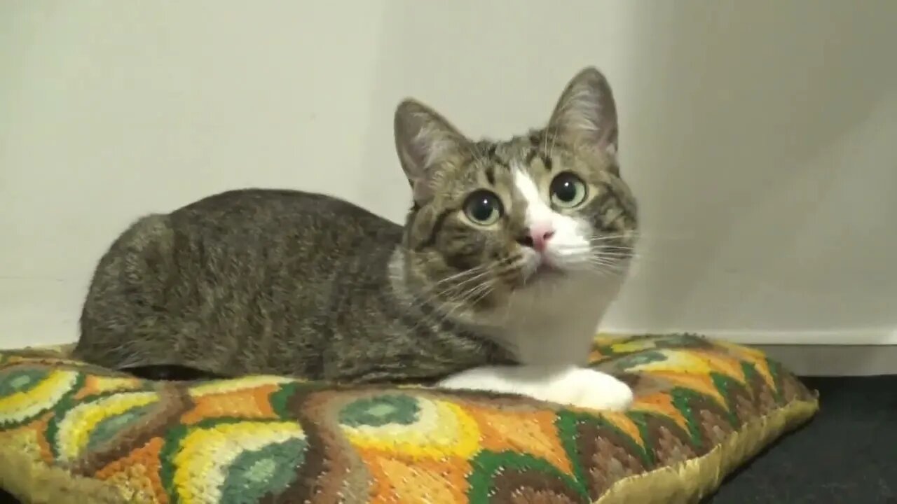 A Cute Little Cat