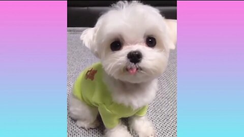 Baby dog cute video