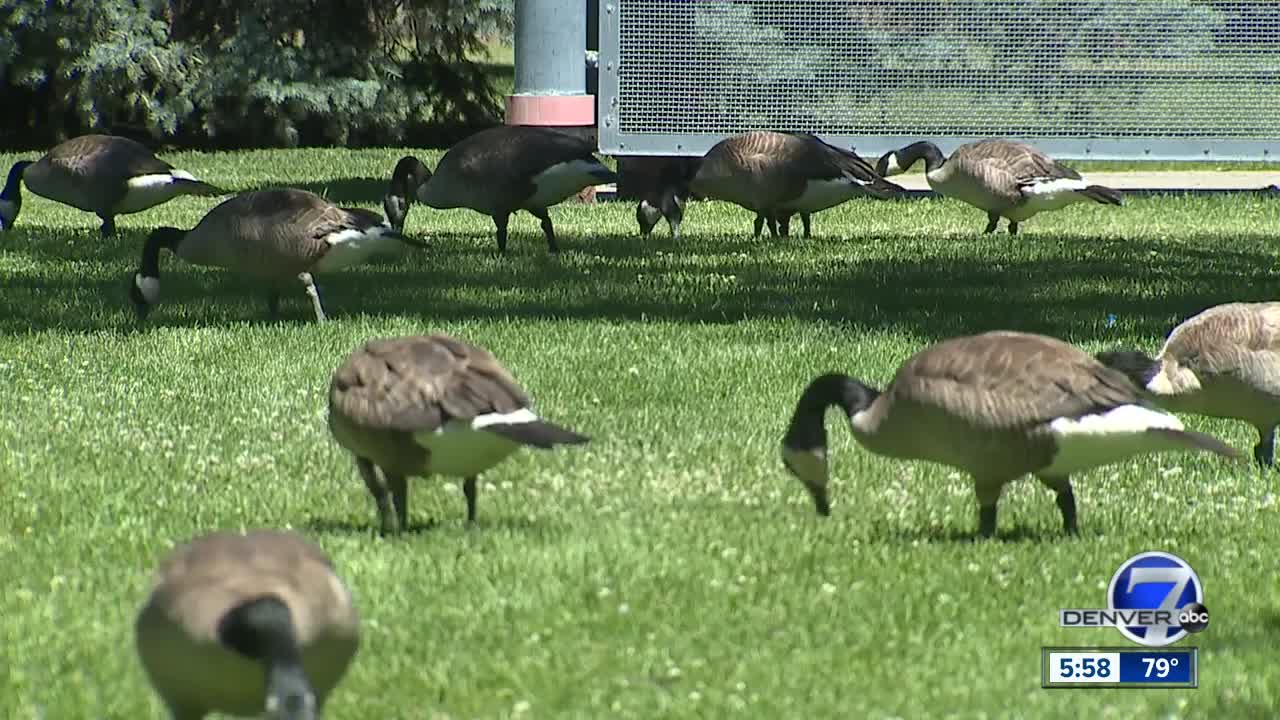 Fair game or crying fowl? A 360 look at Denver's new goose control method