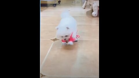 Cute Dog Most Popular Funny ## NEW##