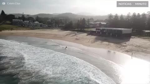 Tubarões são avistados em praia popular na Austrália