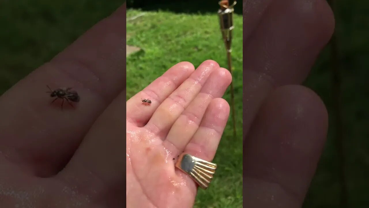 Baby Bee Rescue 🐝
