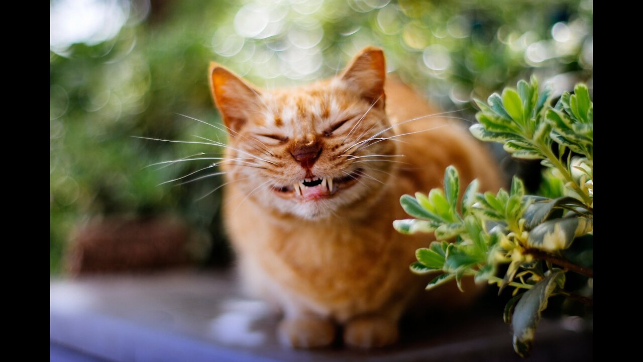 Ha-ha-ha! These are cats. I'm laughing!