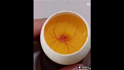 How a chick born from a egg