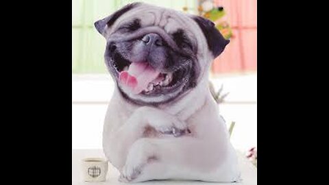Dogs Are The Most Amazing Creatures -
