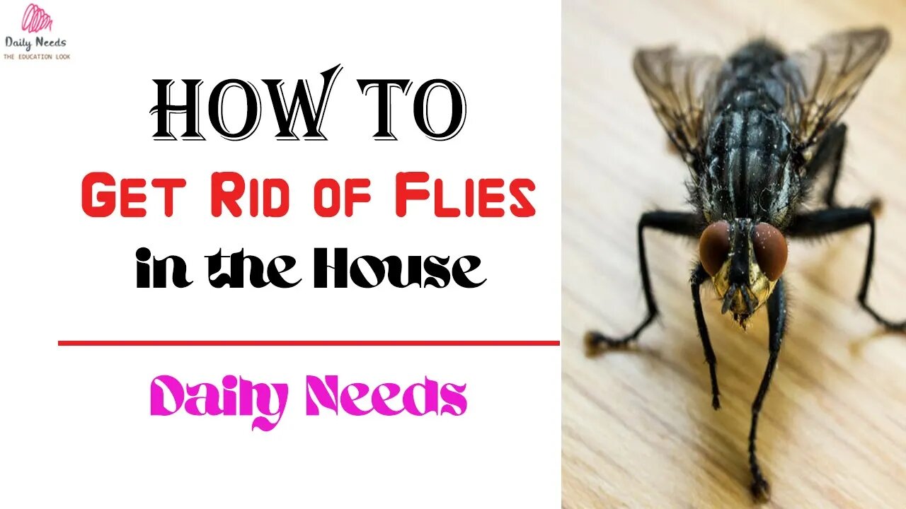 How to Get Rid of Flies in the House | 4 Ways to Get Rid of Flies in the House - Daily Needs Studio