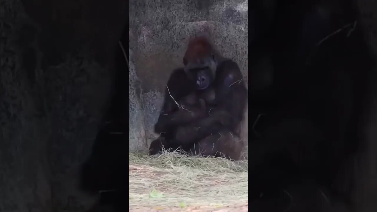 Mother Gorilla Taking care of Critically endangered Gorilla kid #trending #youtubeshorts #viral