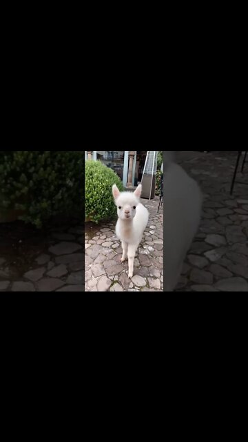 Most Amazing and trending video||relaxing your mind||trendig videos|| #shorts #trending #viral #live