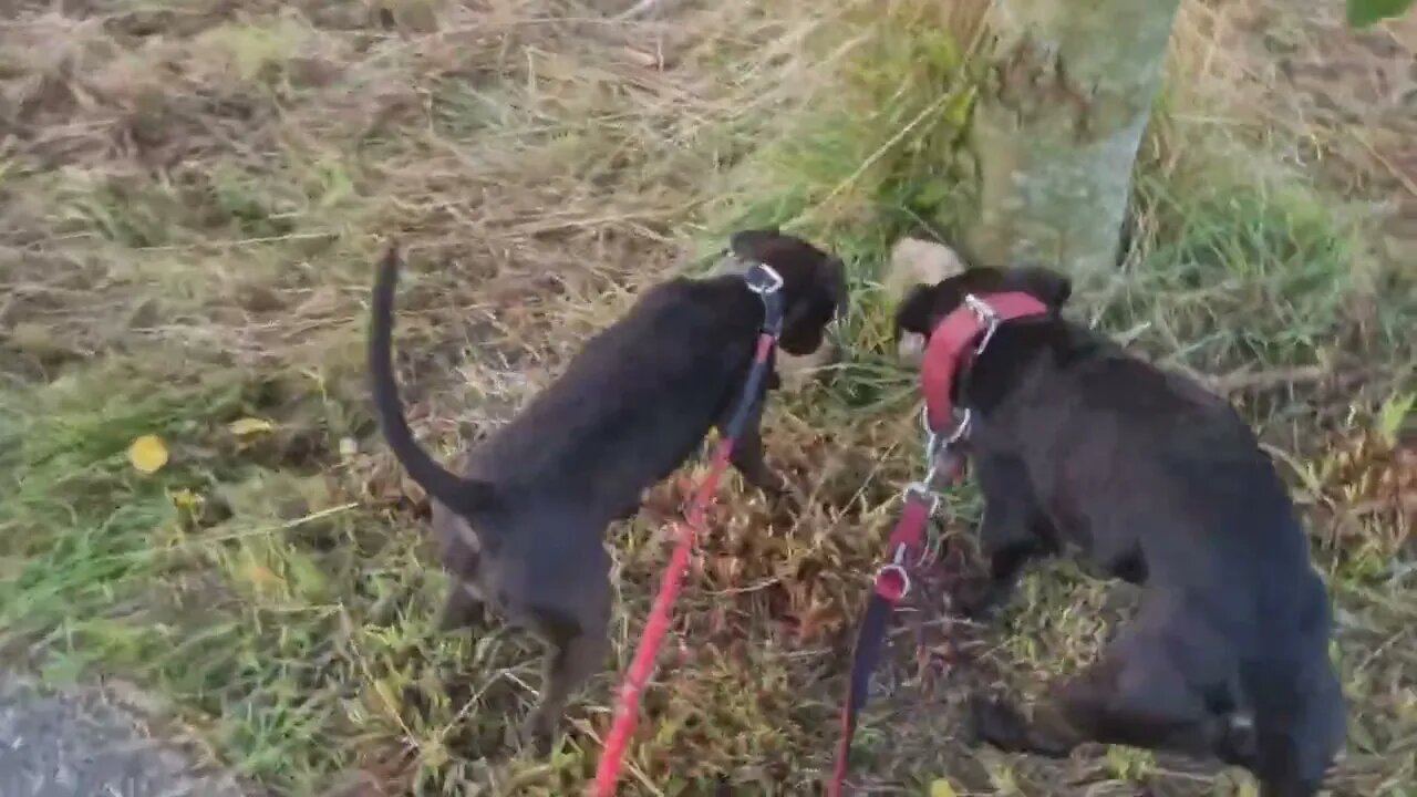 Walk with the Dogwalker - some tips on safety and size. Athletic Patterdale Terriers working dogs