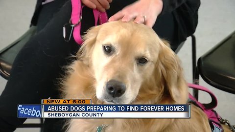 Humane society helps prepare Sheboygan County hoarding case dogs for adoption