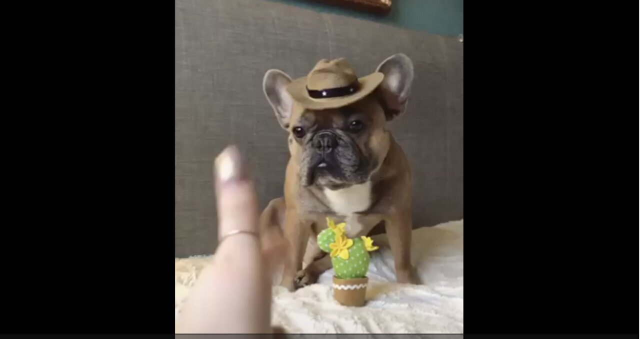 Man down! Frenchie pulls off dramatic "bang bang" trick