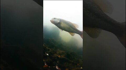 bass in the river