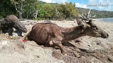 Komodo dragon lookin for prey deer