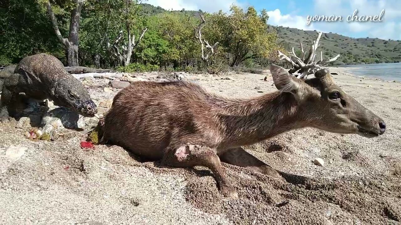 Komodo dragon lookin for prey deer