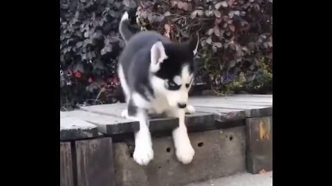 puppy getting into trouble alone