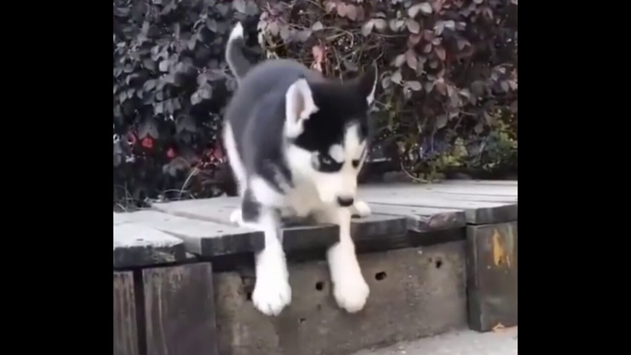 puppy getting into trouble alone