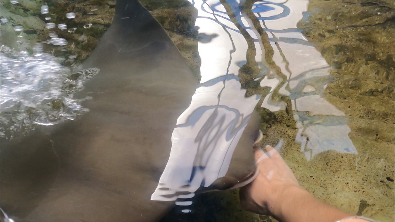 Hand Feeding Shrimp to Stingrays