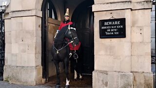 Horse still won't calm down #horseguardsparade