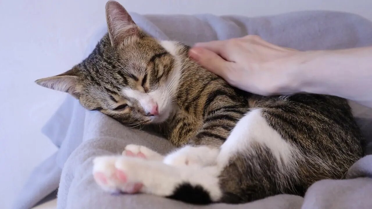 Little Cat Does Not Want His Paw Tickled