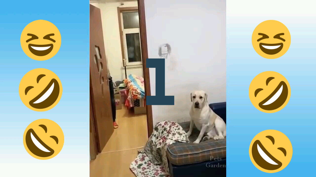 realy funny dogs and cat. VIDEO 1