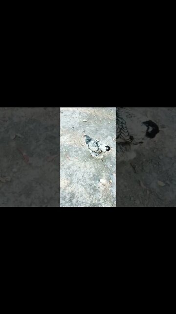 Good morning Rhiannon and P2