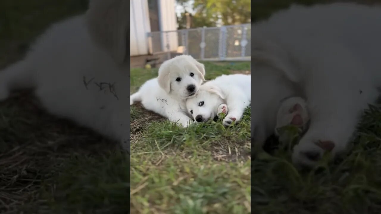 Playful fluffballs of pure joy! 🐶❤️ #GreatPyreneesPuppies #PlayfulFluffballs