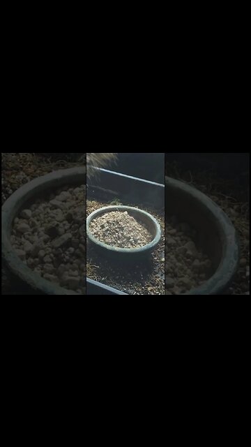 Olive Bonsai #shorts