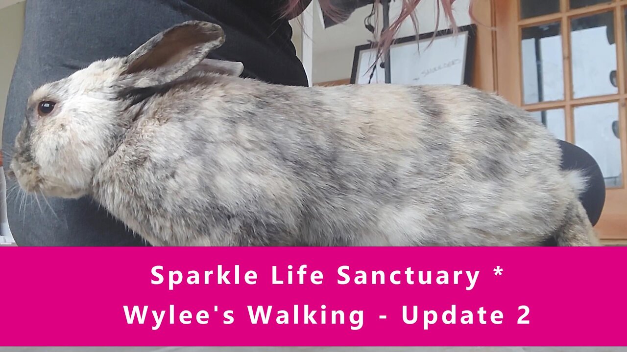 Wylee's Walking - Update 2