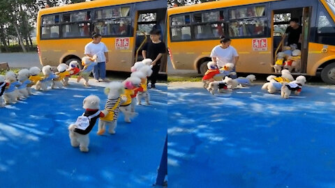 cute little poodles entering the schoolbus in line #poodle #poodlepuppy #poodlelove